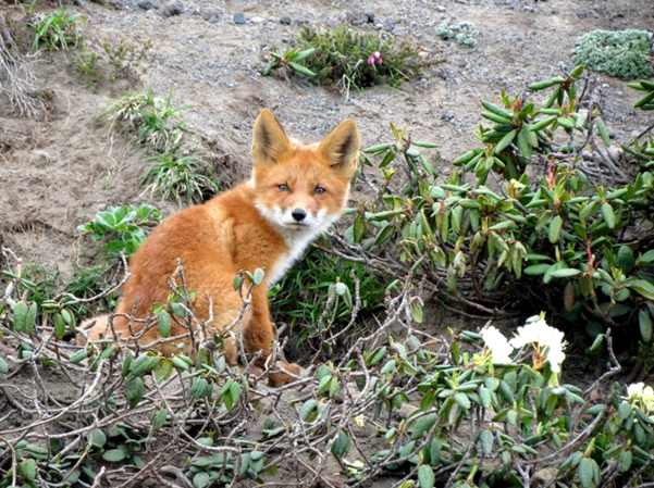 Morte de Ari Uru-Eu-Wau-Wau completa quatro anos: relembre o legado do guardião da floresta