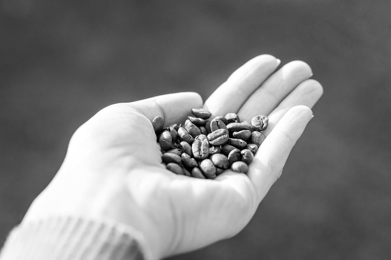 Rondônia deve ter aumento de 4% na safra de café em 2024, aponta Governo