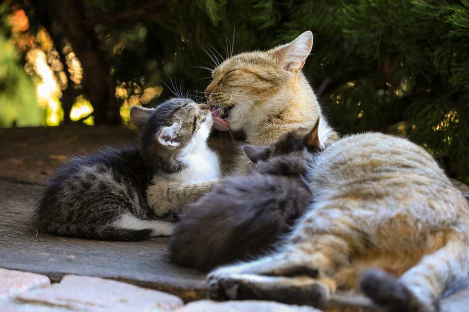 Foto do almoço com advogados trabalhistas