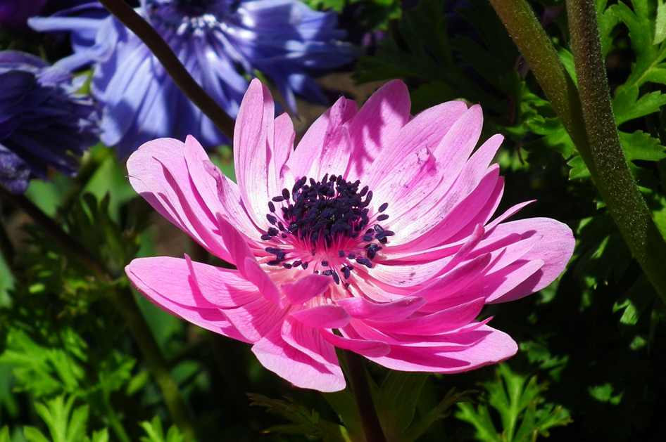 Análise econômica